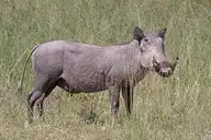 97046