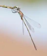 97129