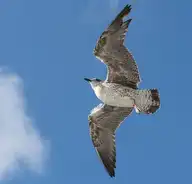 9735