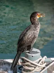 98072