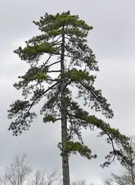 98366