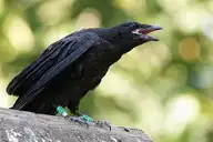 98473