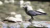 98496