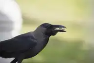 98504