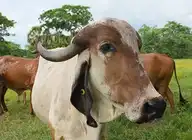 99009