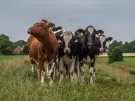 99021