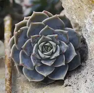 99169
