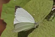 99252
