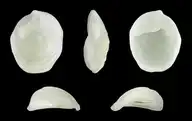99293